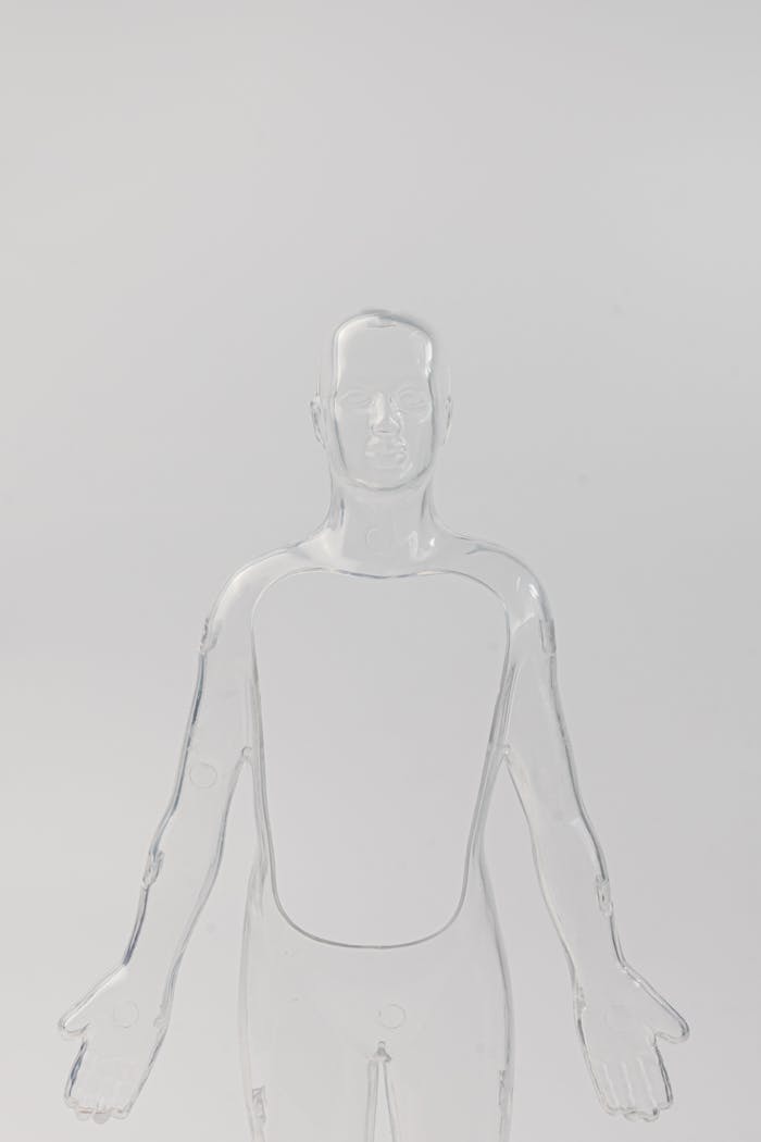 A transparent anatomical model showcasing human features, ideal for educational and medical use.